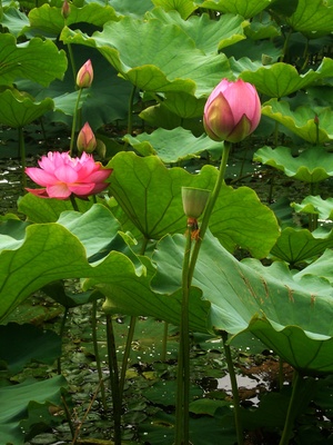 lotus_2_400